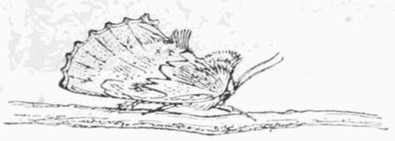 Moths of the British Isles Fig11