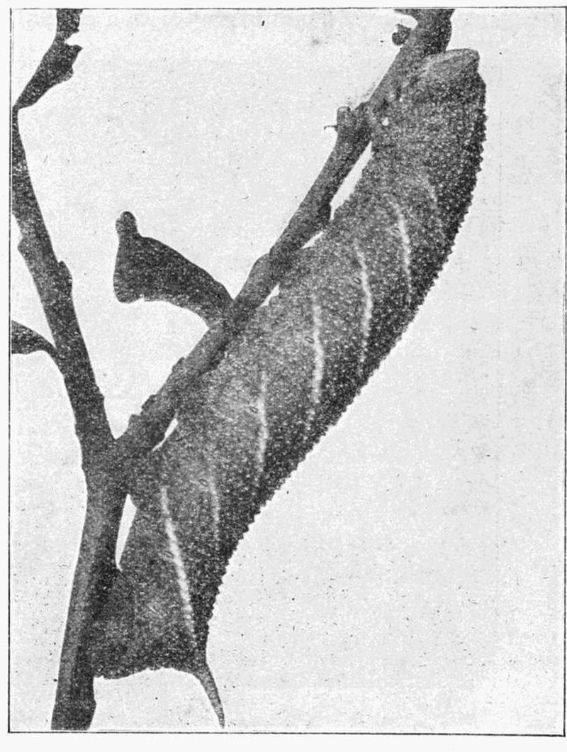 Moths of the British Isles Fig14