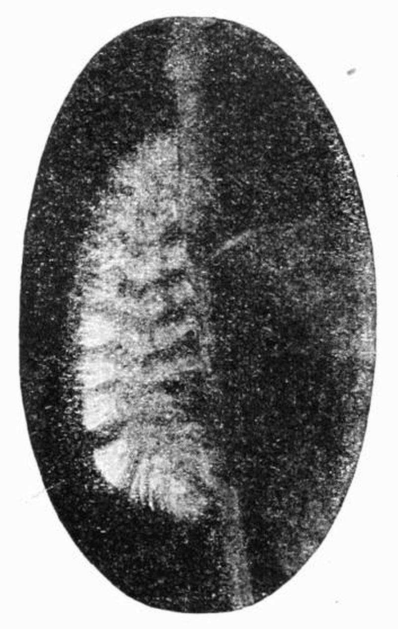 Moths of the British Isles Fig16