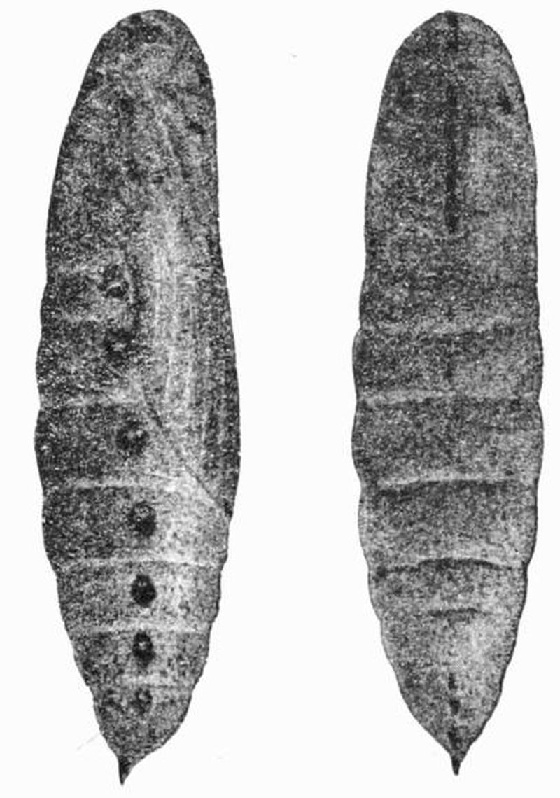 Moths of the British Isles Fig18