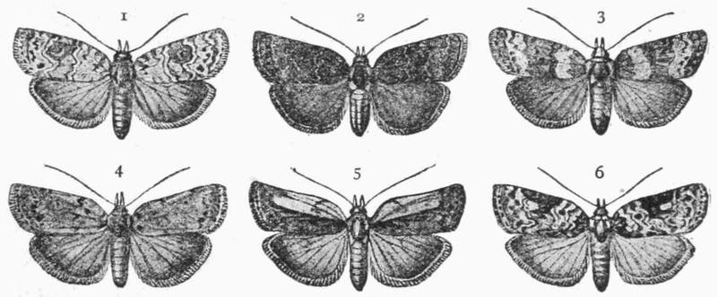 Moths of the British Isles Fig23