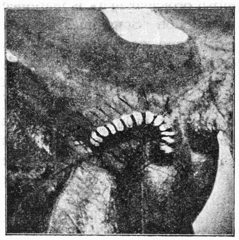 Moths of the British Isles Fig26
