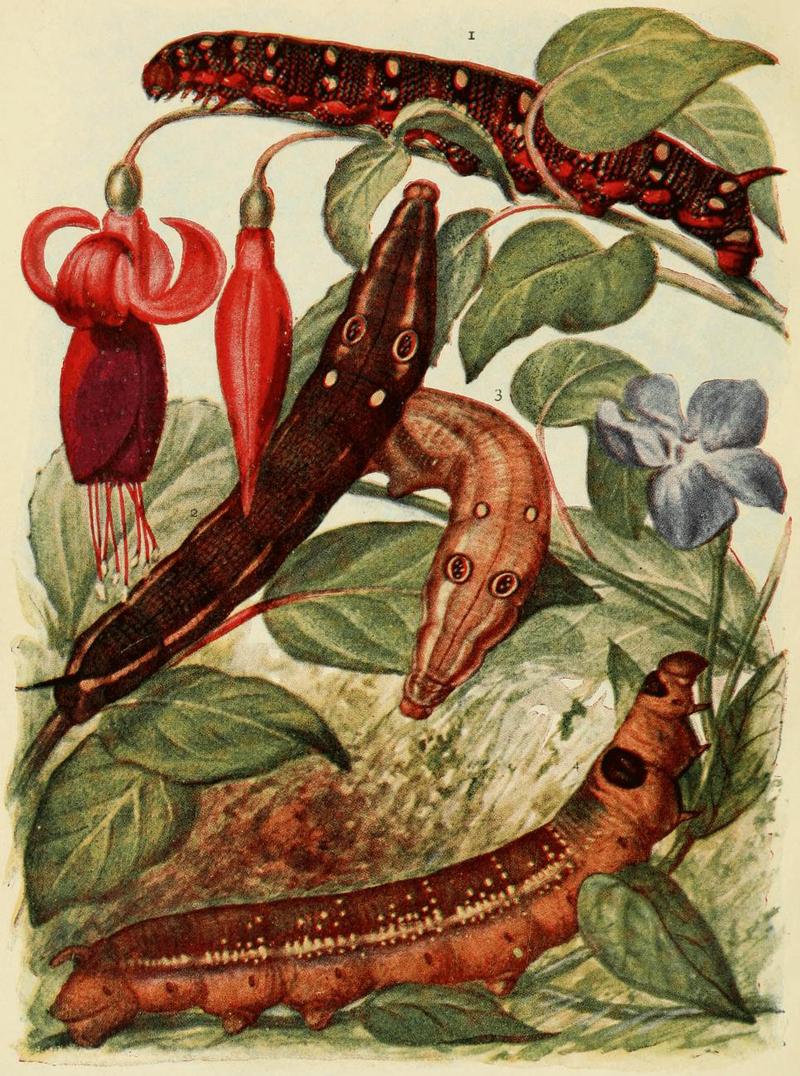 Moths of the British Isles Plate001
