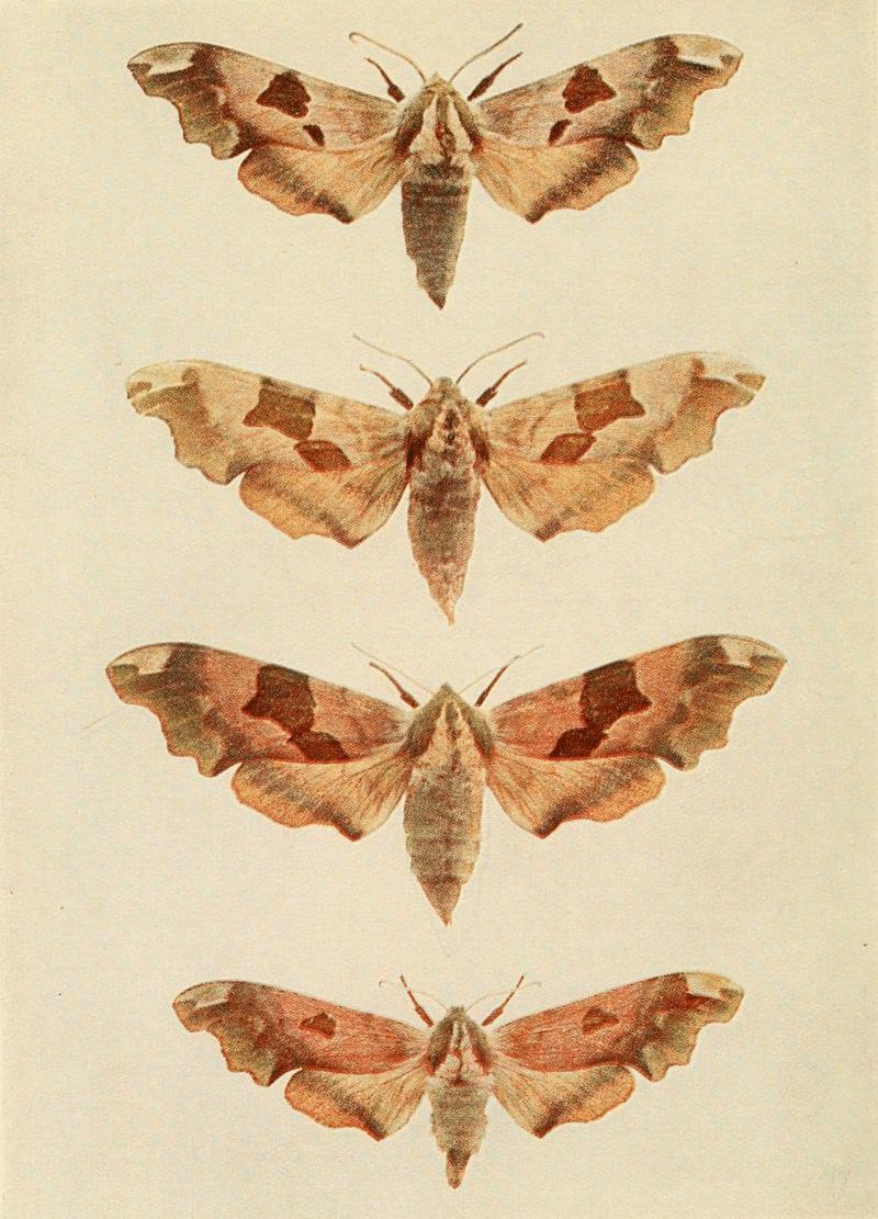 Moths of the British Isles Plate003