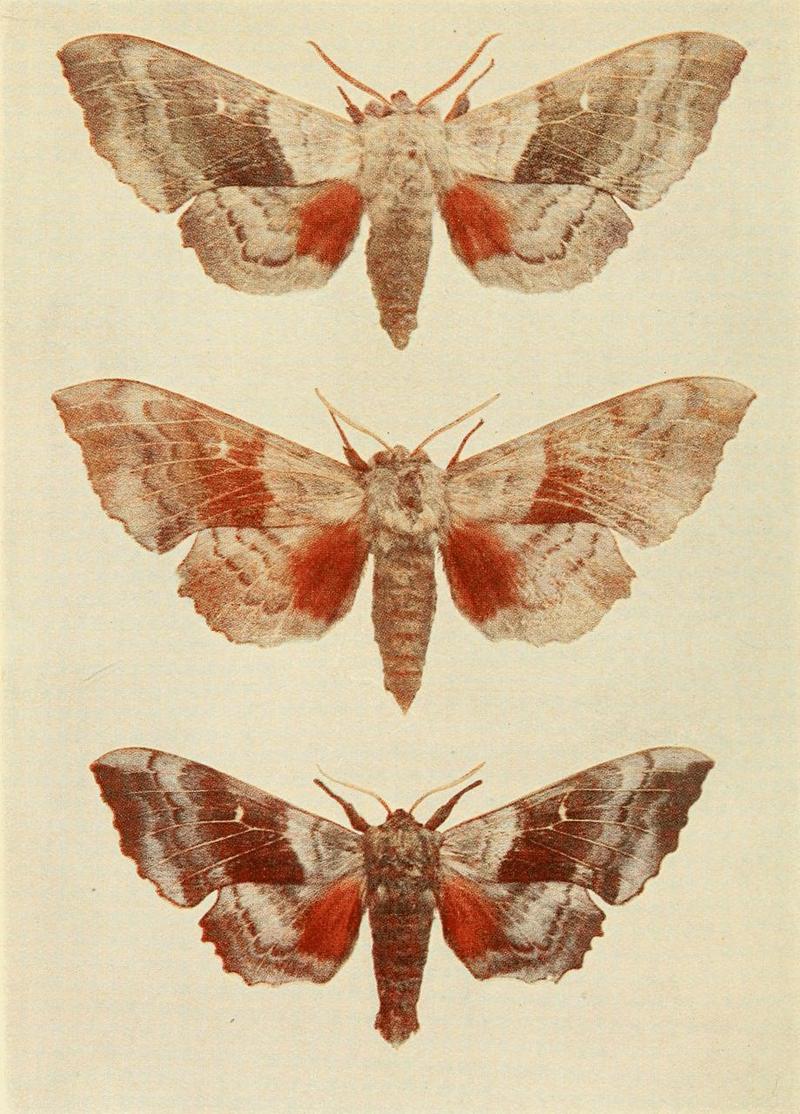 Moths of the British Isles Plate005