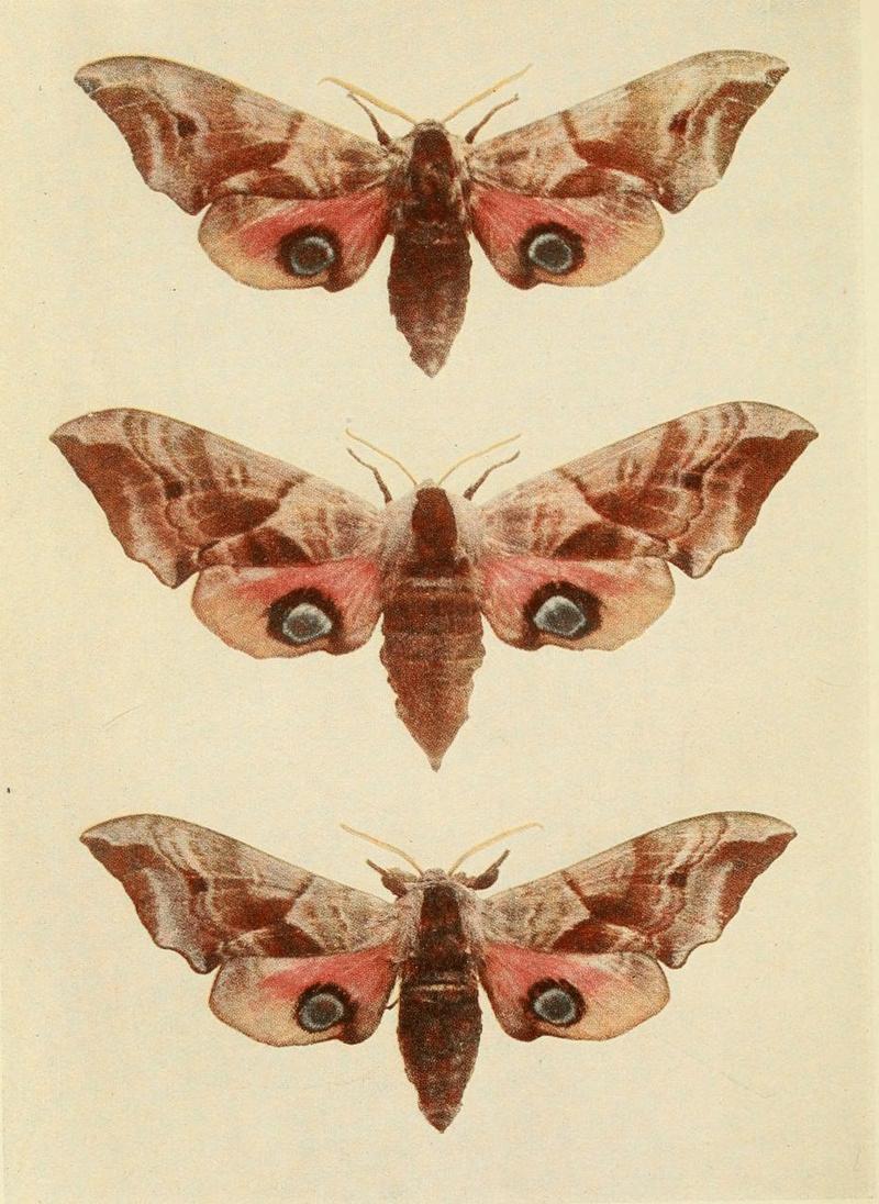 Moths of the British Isles Plate007