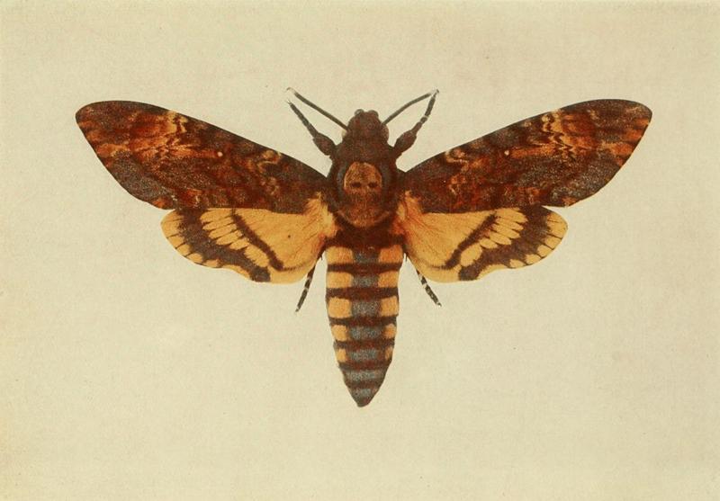 Moths of the British Isles Plate008