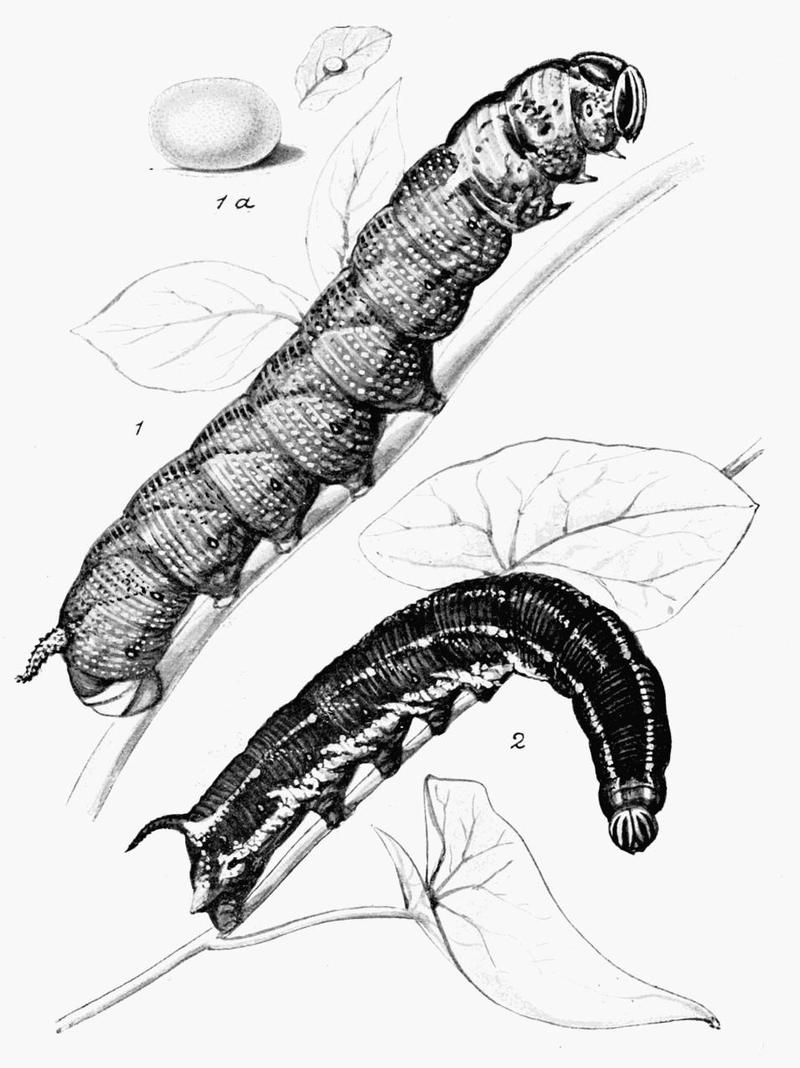 Moths of the British Isles Plate009