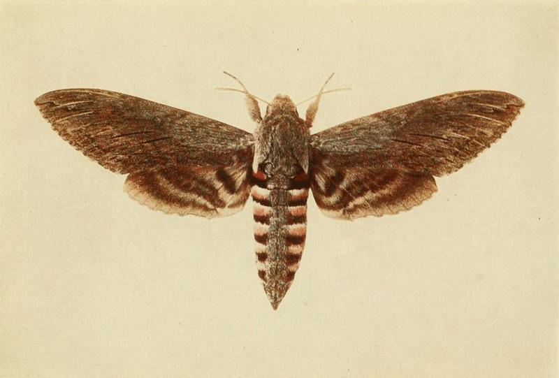 Moths of the British Isles Plate010