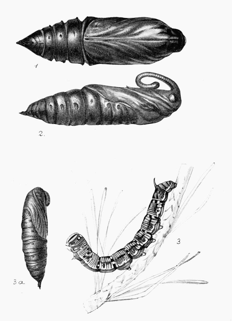 Moths of the British Isles Plate011