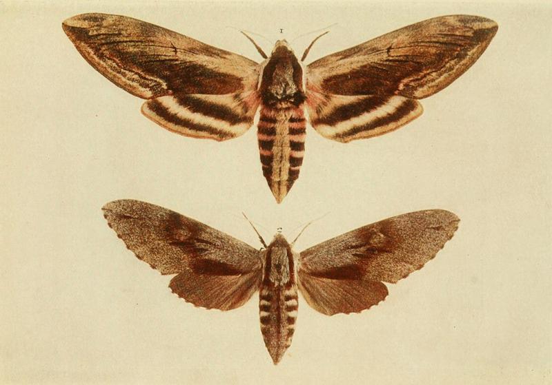 Moths of the British Isles Plate012