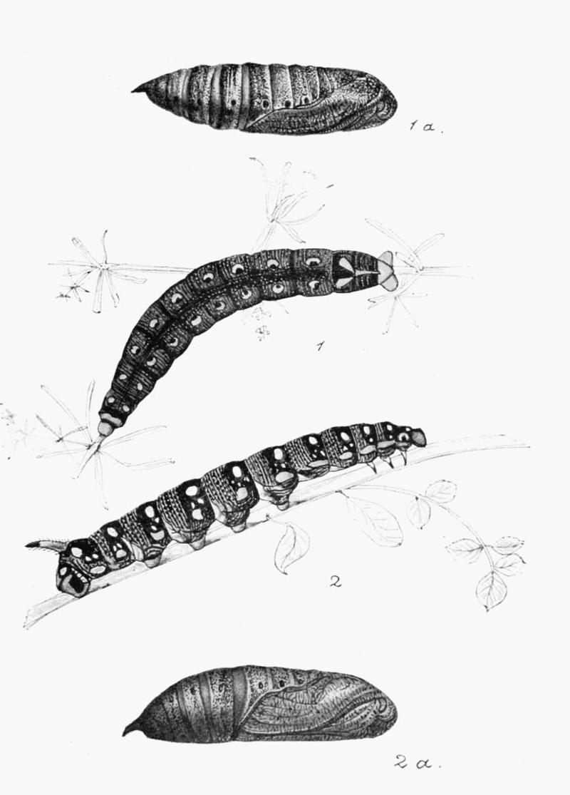 Moths of the British Isles Plate014