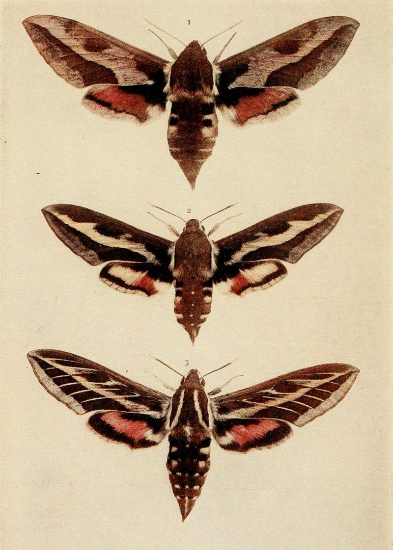 Moths of the British Isles Plate015