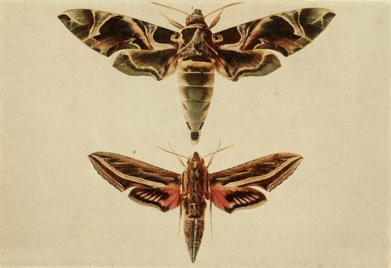 Moths of the British Isles Plate016