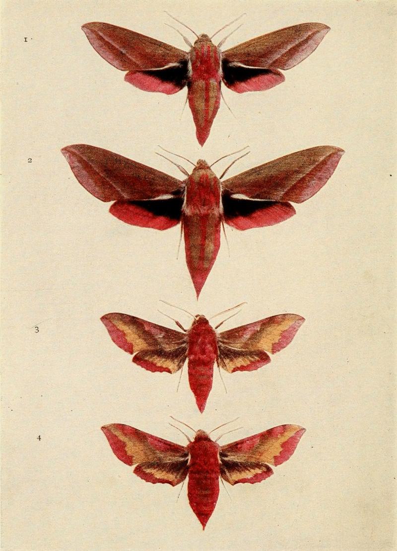 Moths of the British Isles Plate019