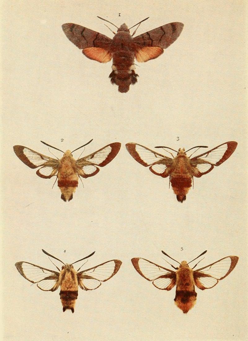 Moths of the British Isles Plate021