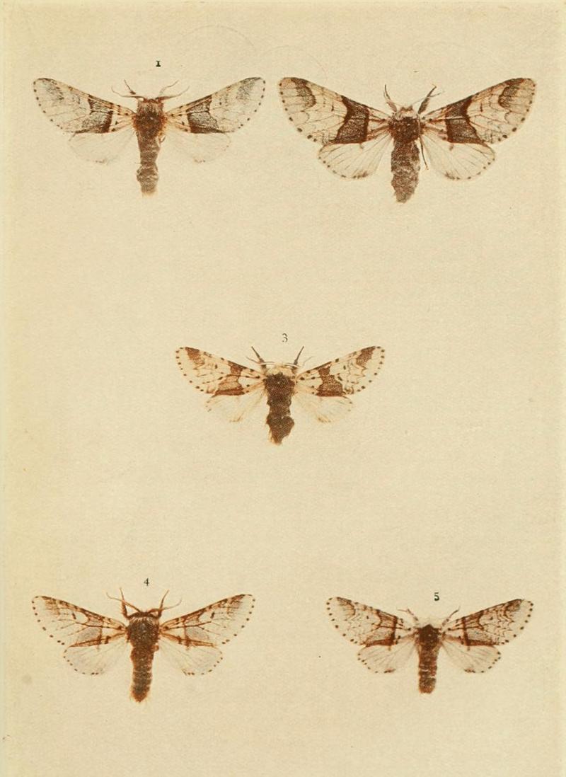 Moths of the British Isles Plate022