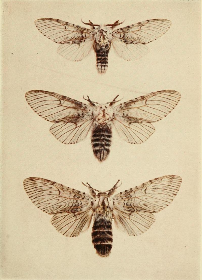 Moths of the British Isles Plate024