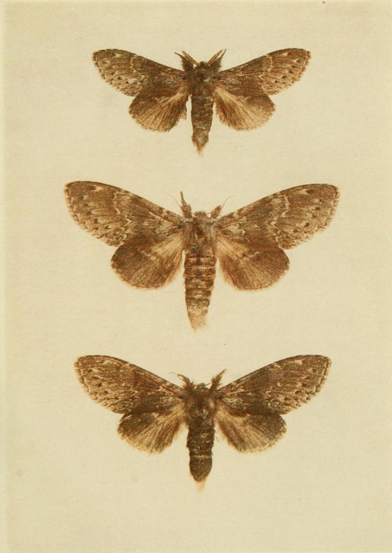 Moths of the British Isles Plate026