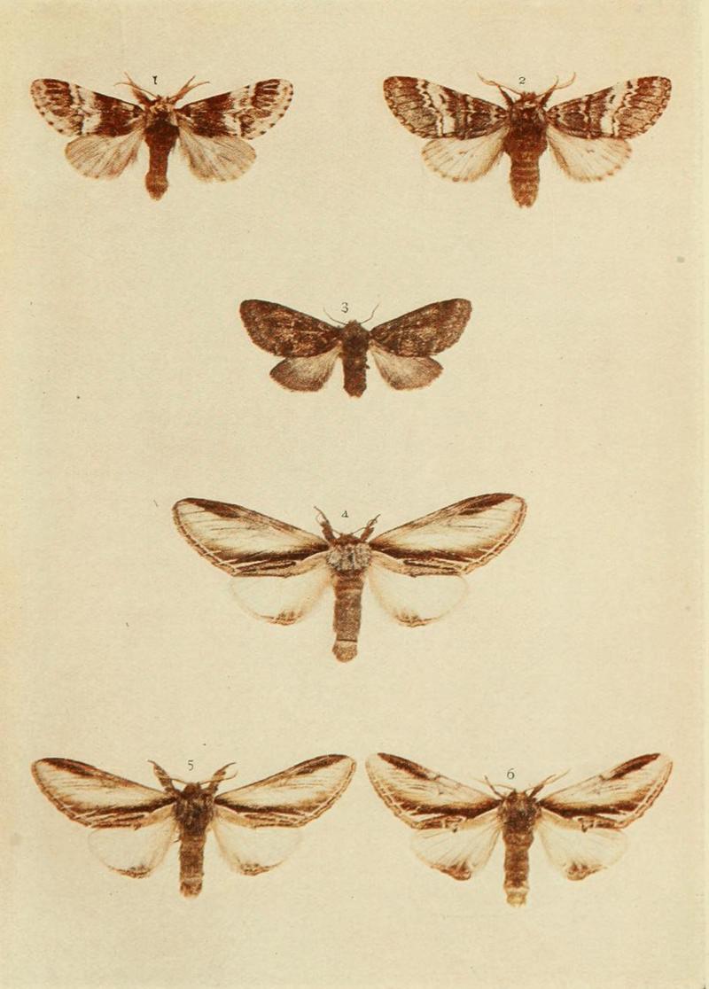 Moths of the British Isles Plate028