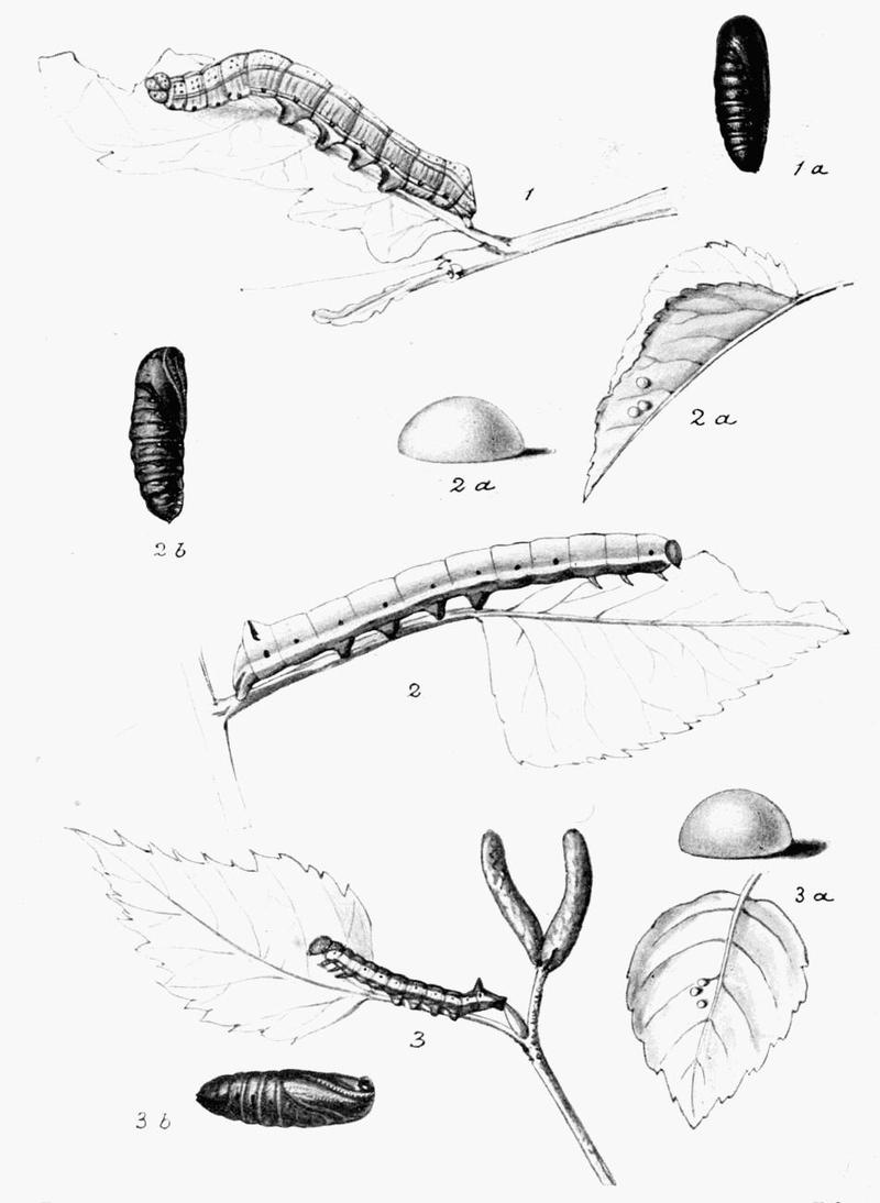 Moths of the British Isles Plate029