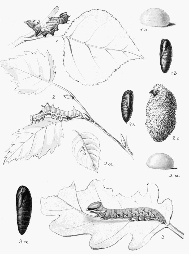 Moths of the British Isles Plate030