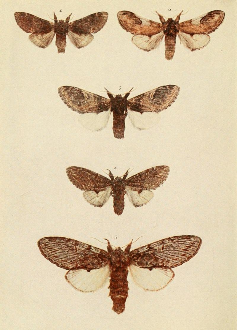 Moths of the British Isles Plate031