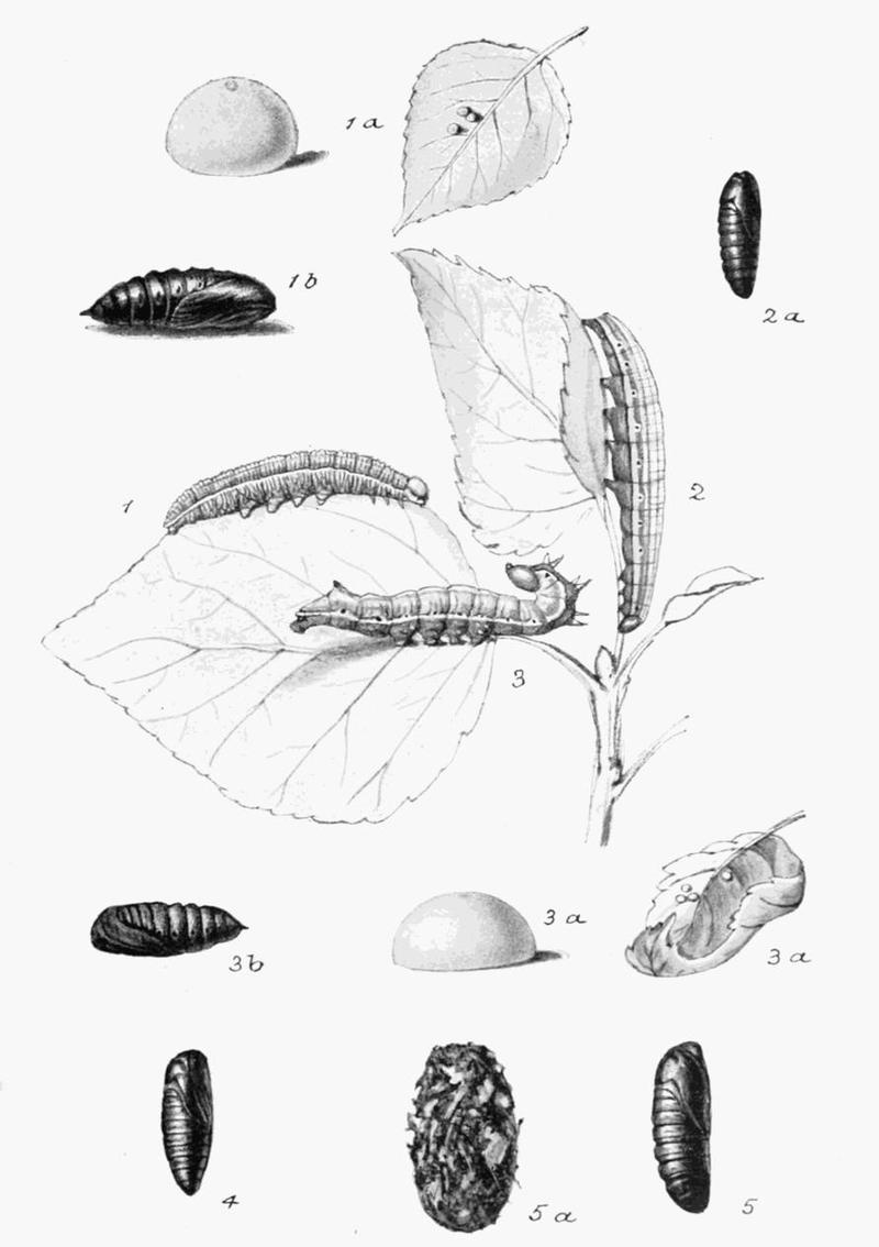 Moths of the British Isles Plate032