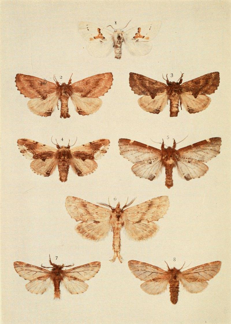 Moths of the British Isles Plate033