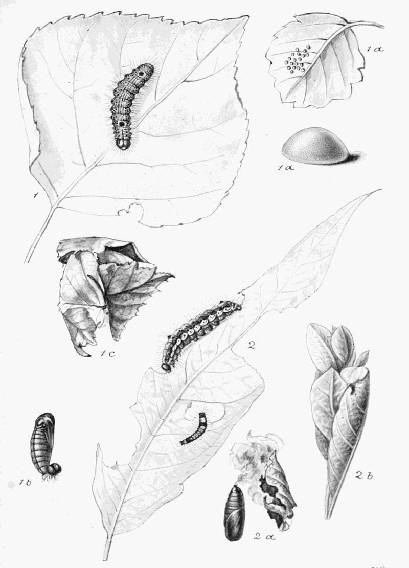 Moths of the British Isles Plate034