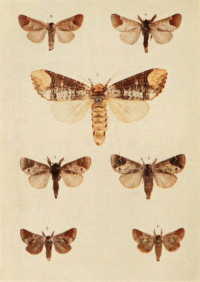 Moths of the British Isles Plate035