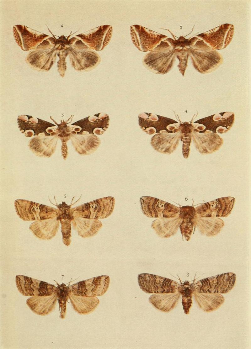 Moths of the British Isles Plate036