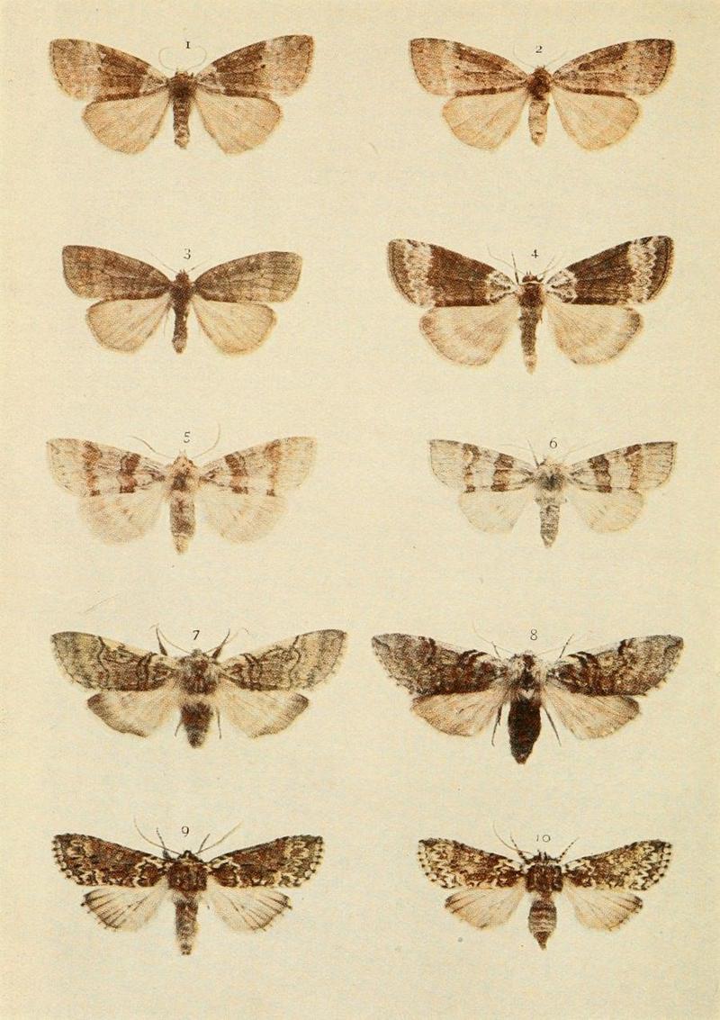 Moths of the British Isles Plate039