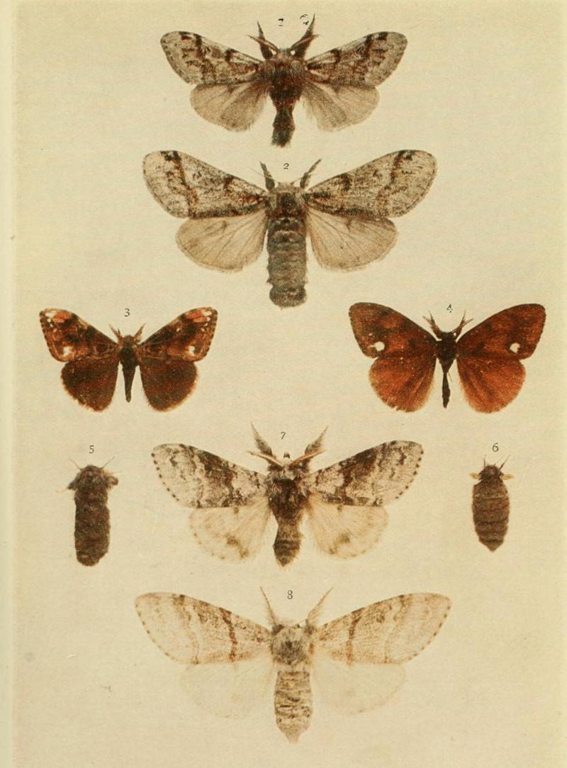 Moths of the British Isles Plate040