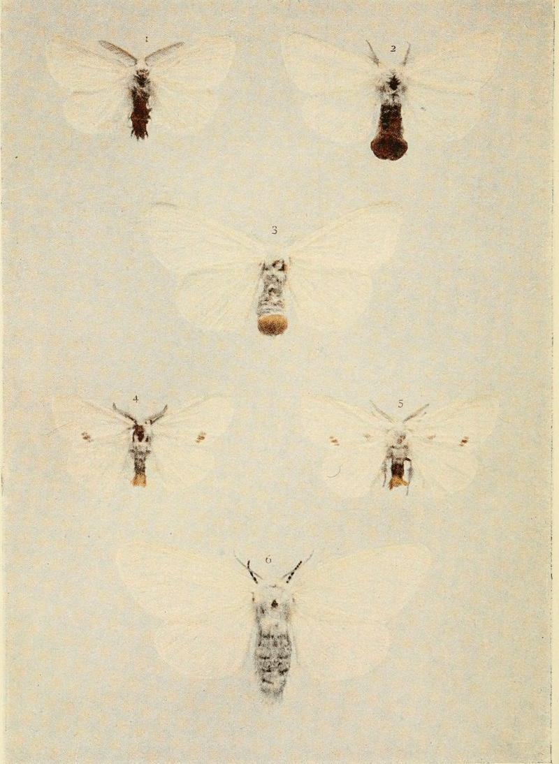 Moths of the British Isles Plate043