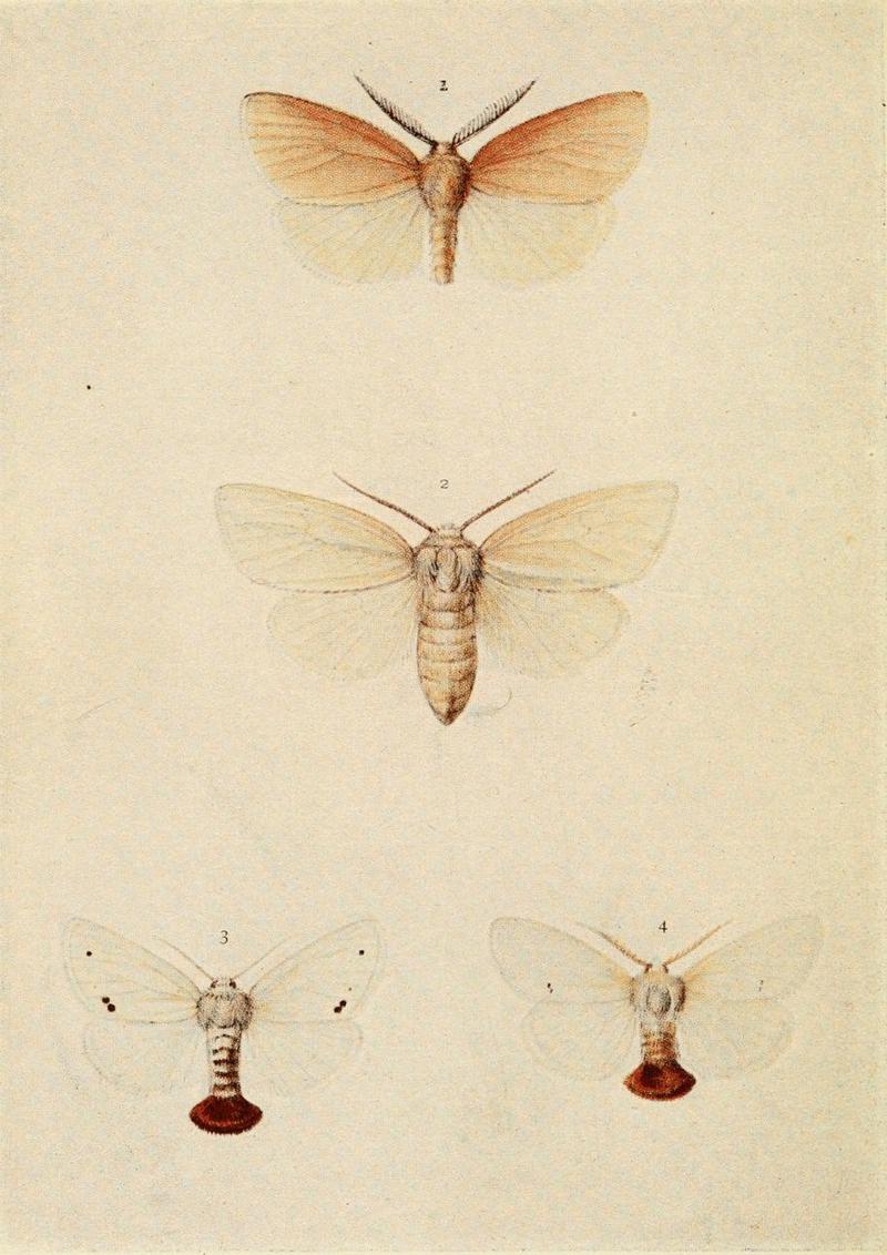 Moths of the British Isles Plate045