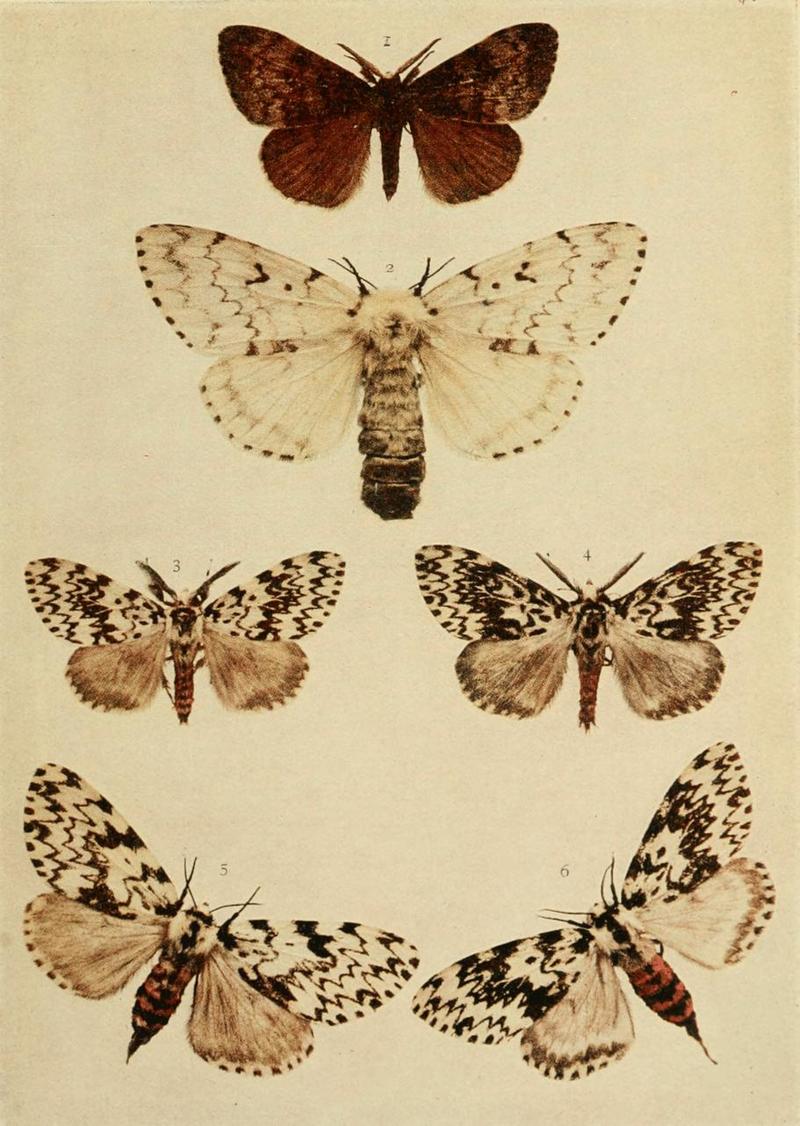 Moths of the British Isles Plate046