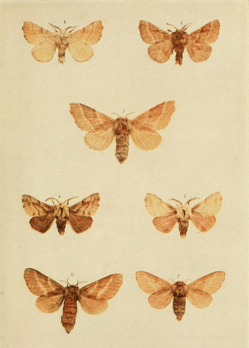 Moths of the British Isles Plate048