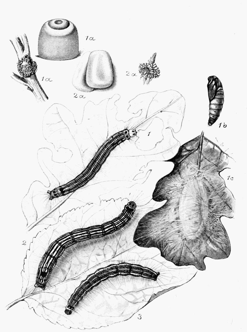 Moths of the British Isles Plate049