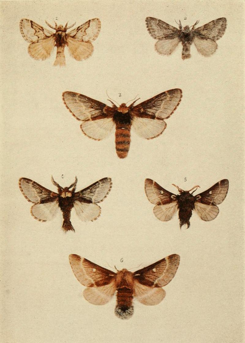 Moths of the British Isles Plate050