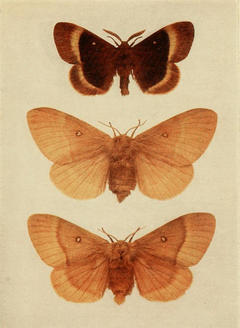 Moths of the British Isles Plate052