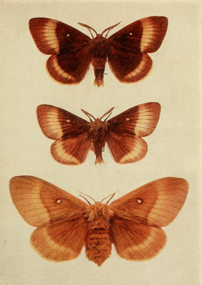 Moths of the British Isles Plate054