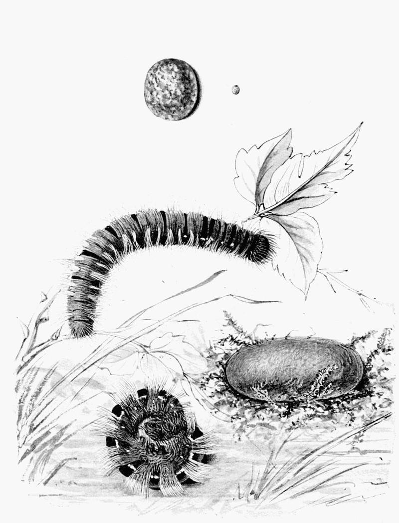 Moths of the British Isles Plate055