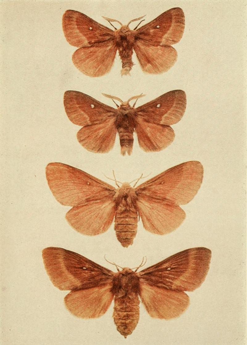 Moths of the British Isles Plate056