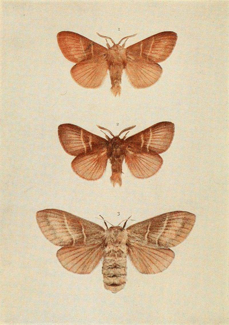 Moths of the British Isles Plate059