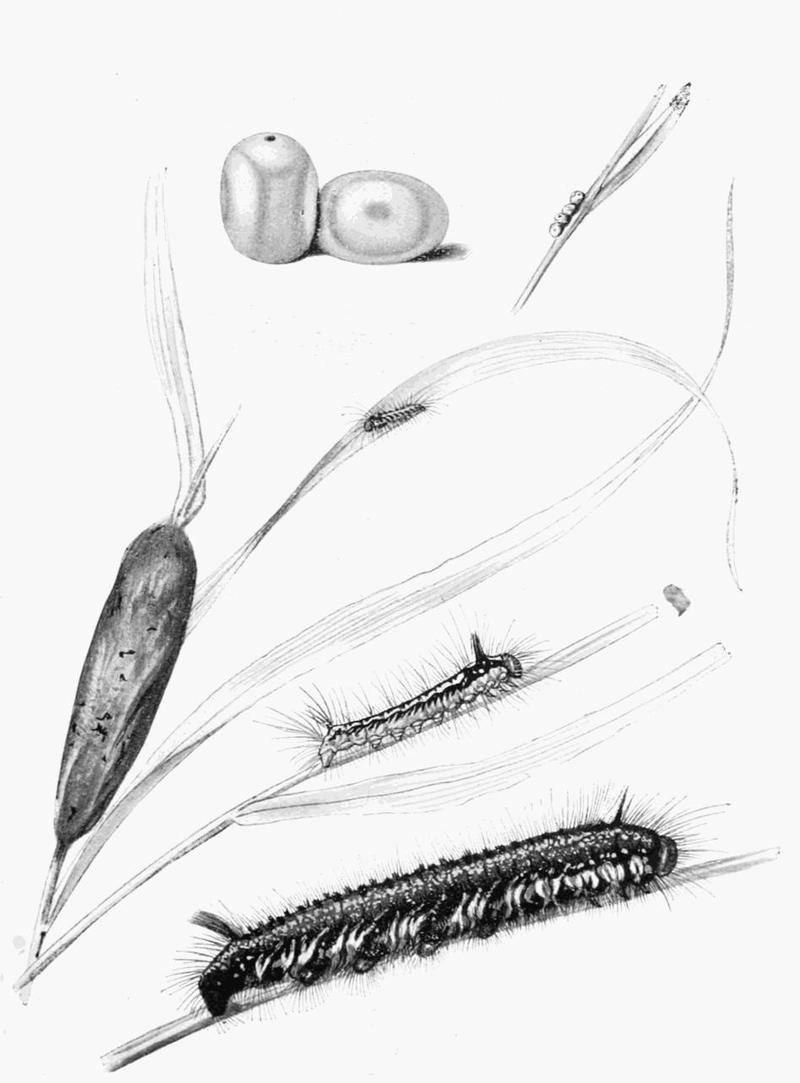 Moths of the British Isles Plate060