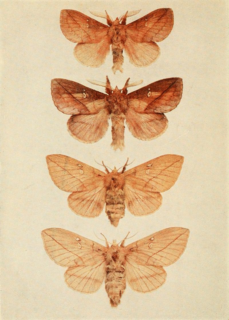 Moths of the British Isles Plate061