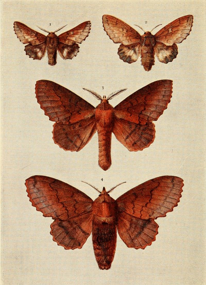 Moths of the British Isles Plate063