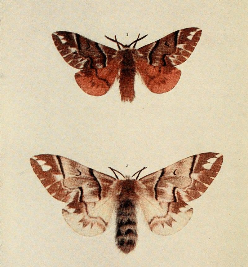 Moths of the British Isles Plate065