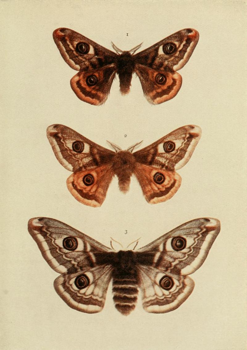 Moths of the British Isles Plate066